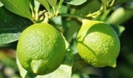 香水柠檬爆料方法图解视频,图解视频教你轻松自制香氛