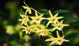 游客爆料石斛的视频播放,石斛生长过程，神奇疗效引关注